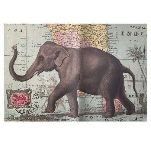 [Cavallini]카발리니 포스터 ELEPHANT